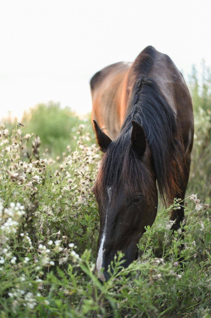 Horse grazing in a field