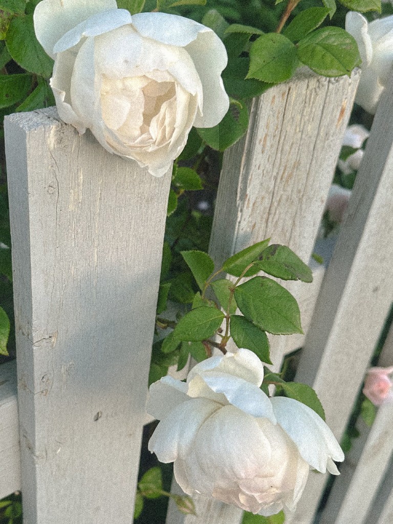 White roses on a garden fence